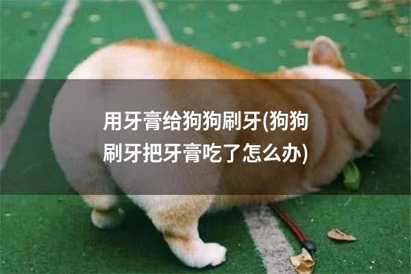 用牙膏给狗狗刷牙(狗狗刷牙把牙膏吃了怎么办)