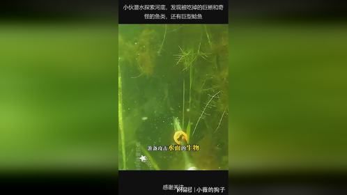 小伙潜水探索河底，发现被吃掉的巨蜥和奇怪的鱼类，还有巨型鲶鱼