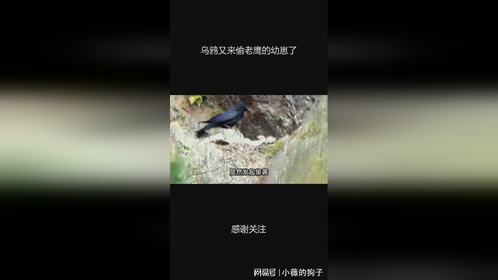 乌鸦又来偷老鹰的幼崽了