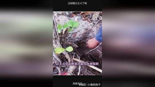 这螃蟹也太大了啊