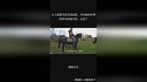 主人骑着马来马场巡逻，不料被另外两匹种马粘着不放，太逗了