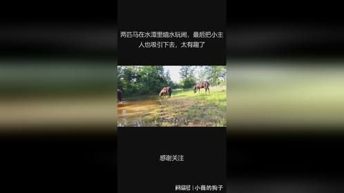 两匹马在水潭里嬉水玩闹，最后把小主人也吸引下去，太有趣了