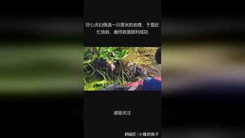 好心夫妇偶遇一只落水的老鹰，于是赶忙抢救，最终救援顺利成功