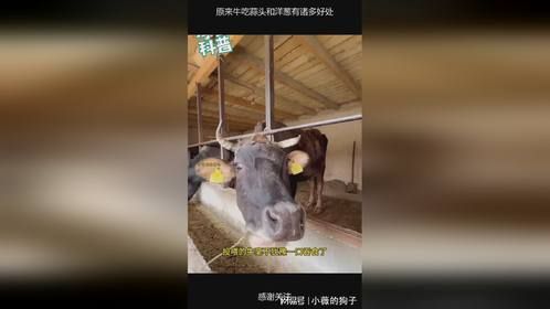 原来牛吃蒜头和洋葱有诸多好处