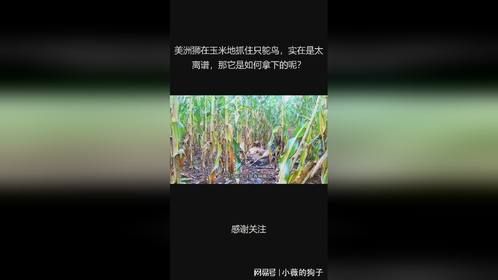 美洲狮在玉米地抓住只鸵鸟，实在是太离谱，那它是如何拿下的呢？