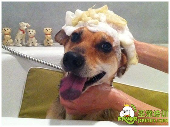 狗狗洗澡