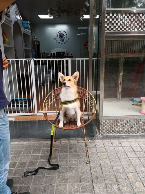 重庆宠物美容培训学校排名