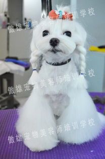 常州宠物剪毛培训学校，学剪毛技术，你准备好了吗？