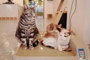 猫咪咖啡屋:打造宠物爱好者的温馨小站