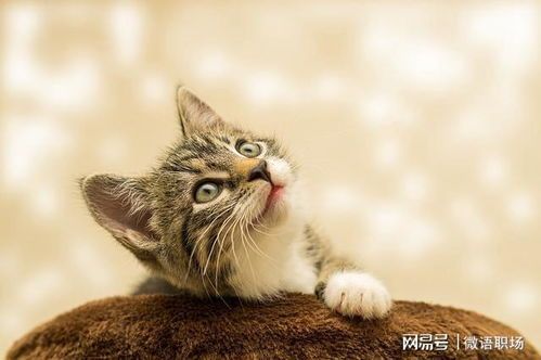 昆山哪里有猫咪市场?周边宠物用品店多吗?