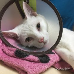 昆山哪里有猫咪市场?周边宠物用品店多吗?
