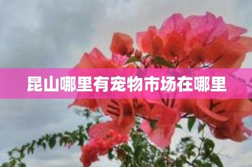 昆山哪里有宠物市场在哪里