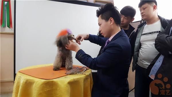 现在辽宁阜新学宠物美容培训要多少钱