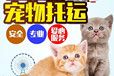 阜新宠物猫咪托运-火车托运