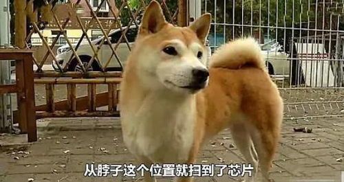 梦到宠物丢了怎么办？寻找丢失宠物的有效方法和技巧