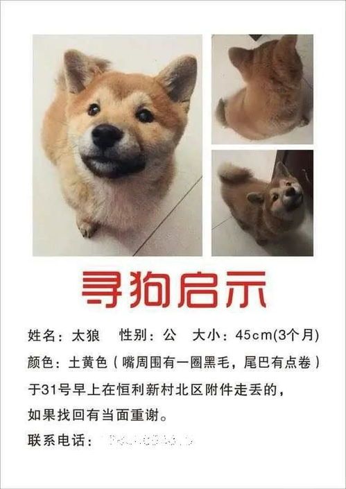 梦到宠物丢了怎么办？寻找丢失宠物的有效方法和技巧