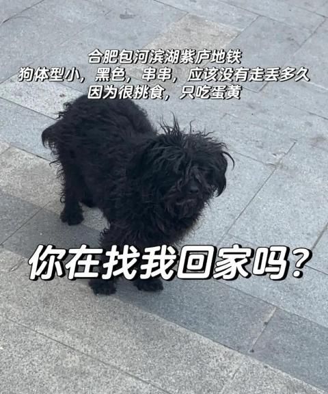 动物跑丢又找回来 动物 第1张