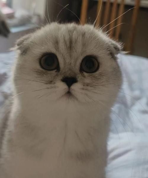 猫丢了又找回来了 动物 第1张