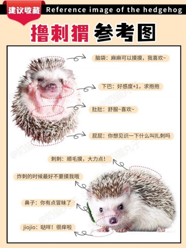 饲养刺猬需要准备什么-图1