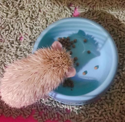 饲养刺猬需要准备什么-图3