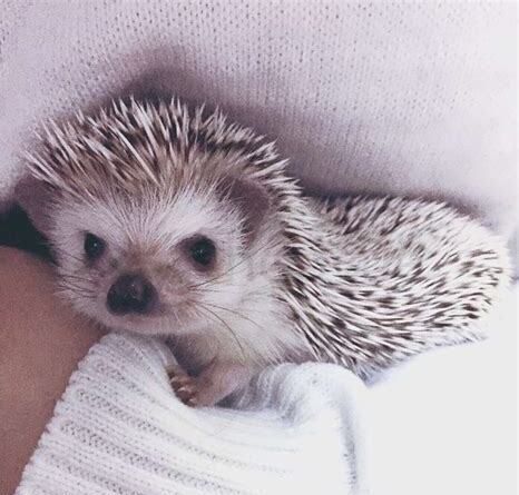 新手养刺猬的十大禁忌