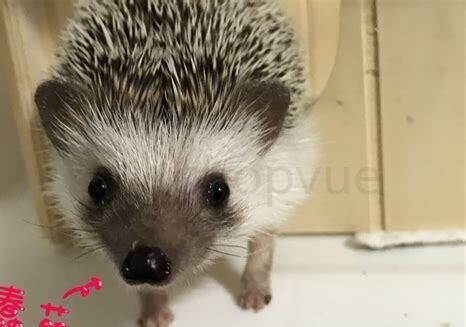 小刺猬怎么养