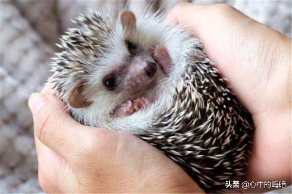 宠物刺猬品种？我养的宠物刺猬身上长了好大的蜱虫,谁能告诉我怎么办？