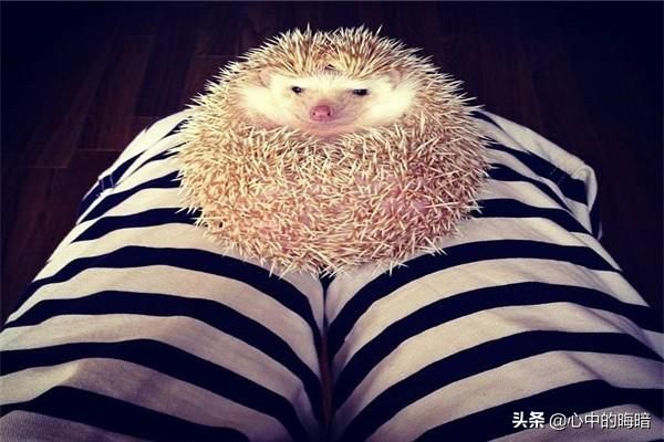 宠物刺猬品种？我养的宠物刺猬身上长了好大的蜱虫,谁能告诉我怎么办？
