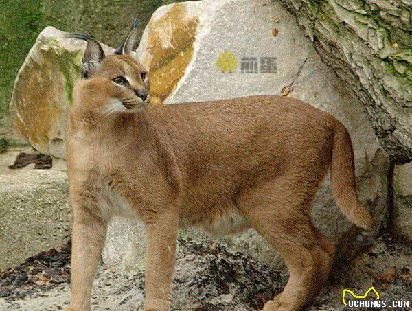 世界上最贵的宠物猫是什么猫？