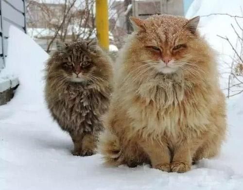 世界上9种最贵的猫咪，第一在猫界毫无争议