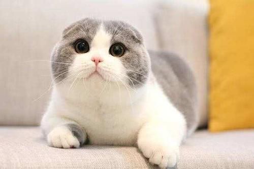 世界上9种最贵的猫咪，第一在猫界毫无争议
