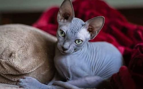 世界上9种最贵的猫咪，第一在猫界毫无争议