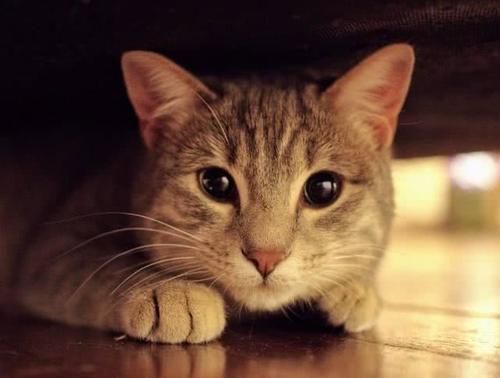 世界上9种最贵的猫咪，第一在猫界毫无争议