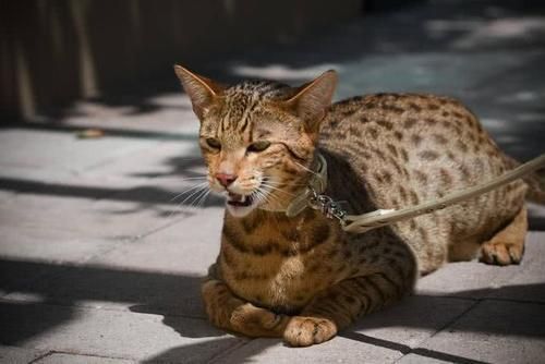 世界上9种最贵的猫咪，第一在猫界毫无争议