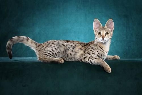 世界上9种最贵的猫咪，第一在猫界毫无争议