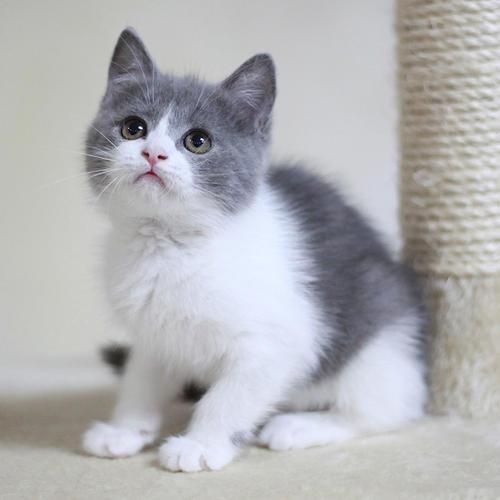 世界上最贵的十种猫，第一名价格惊人，看你家猫咪在不在里面