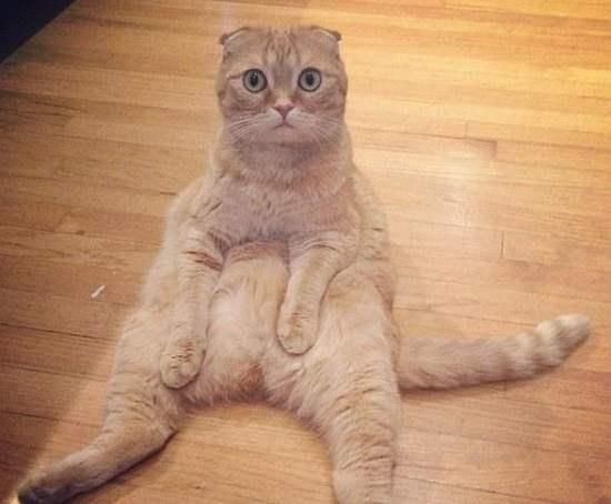 世界上最贵的十种猫，第一名价格惊人，看你家猫咪在不在里面