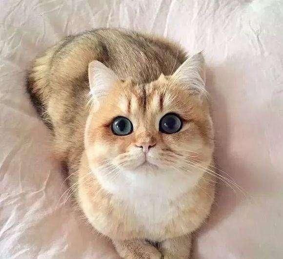 世界上最贵的十种猫，第一名价格惊人，看你家猫咪在不在里面
