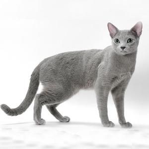 世界上最贵的十种猫，第一名价格惊人，看你家猫咪在不在里面