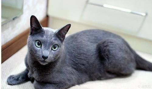 世界上最贵的十种猫，第一名价格惊人，看你家猫咪在不在里面