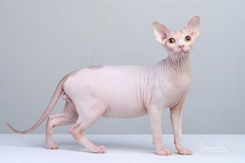世界上最贵的十种猫，第一名价格惊人，看你家猫咪在不在里面