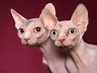 世界上最贵的十种猫，第一名价格惊人，看你家猫咪在不在里面