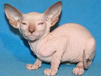 世界上最贵的十种猫，第一名价格惊人，看你家猫咪在不在里面