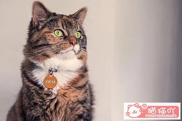 《世界上最贵顶级奢侈猫品种排行榜top19》原文配图3
