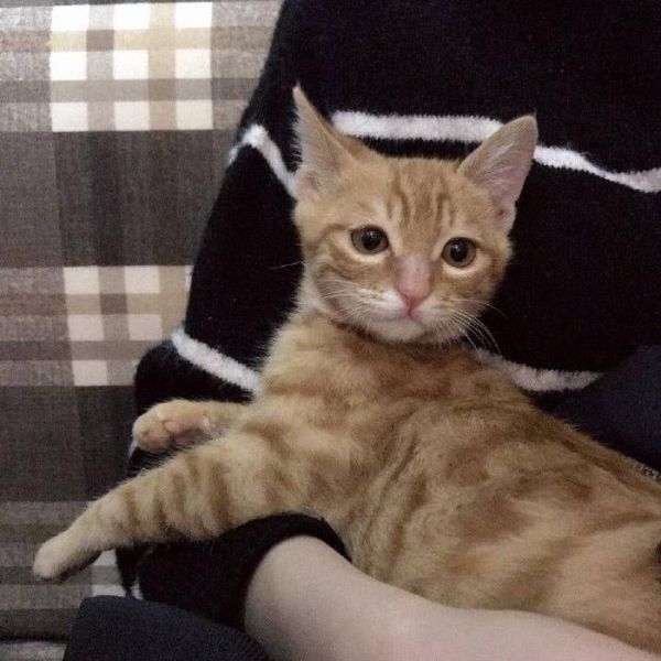 女粉晒宠物猫像易烊千玺，评论区纷纷放图，王俊凯也“中招”？