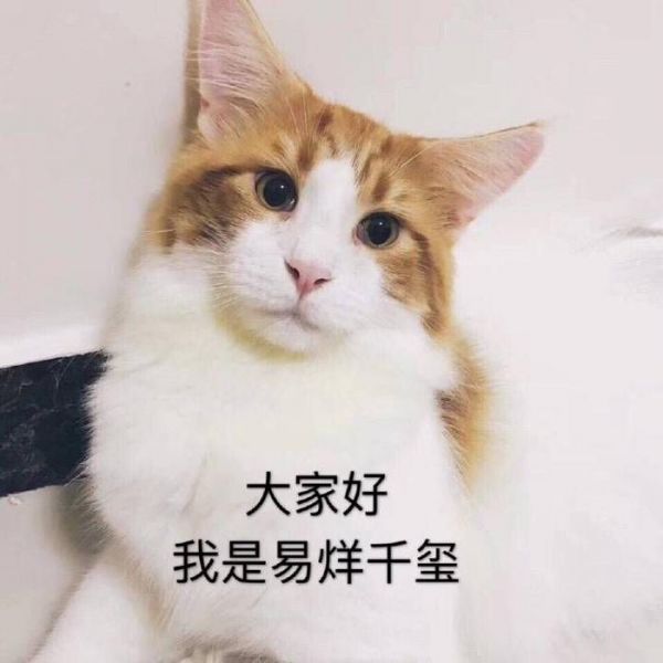 女粉晒宠物猫像易烊千玺，评论区纷纷放图，王俊凯也“中招”？