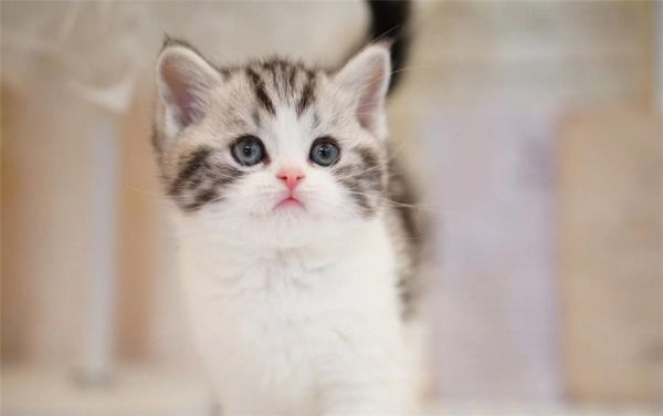 梧州宠物猫 服务满意 省心安心