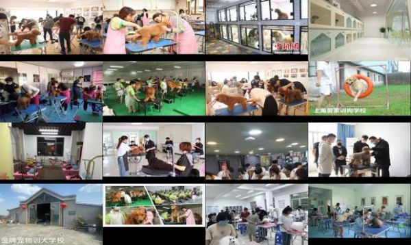 佳木斯宠物培训学校