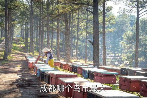 成都哪个鸟市最大
