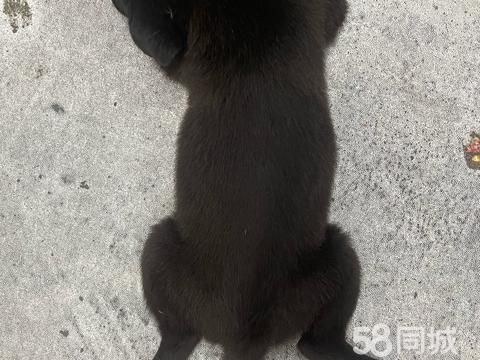 北京迅度网络·聪明的小黑狗，低价出，限同城